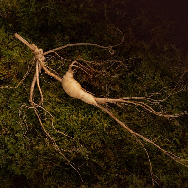 Sâm Trường Bạch